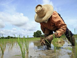 Pemilu, Momentum Sejahterakan Petani
